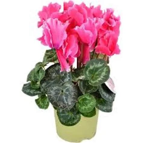 Kvitnúce Krásnoočko 'Pink Lady' v kvetináči
