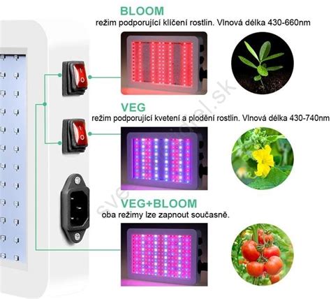 Infografika: požiadavky na pestovanie veroniky