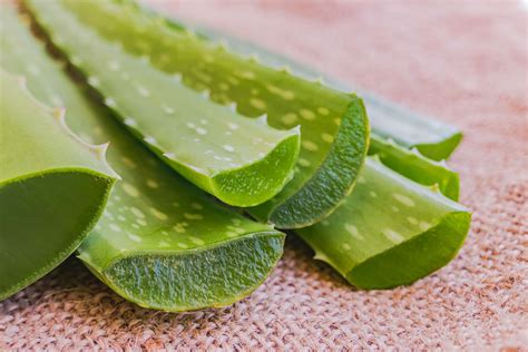 Ilustrácia rastliny Aloe Vera s popisom častí listu: zelený obal, latex so žltou miazgou, biela dreň/gél