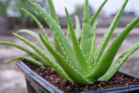 Ilustrácia ideálneho umiestnenia Aloe Vera v interiéri počas zimy