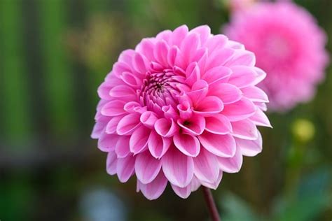 Dahlia kvet bordova