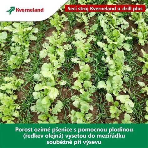 Schéma výsevu nechtíka s rozostupmi