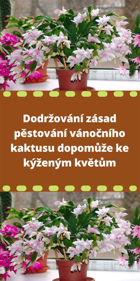 Ilustrácia postupu presádzania kaktusu