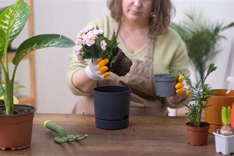 Ilustrácia rozmnožovania Monstery pomocou stonkových odrezkov