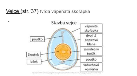 Schéma vajíčka a distribúcie žĺtka
