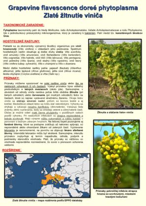 Infografika o správnom zavlažovaní a hnojení viniča