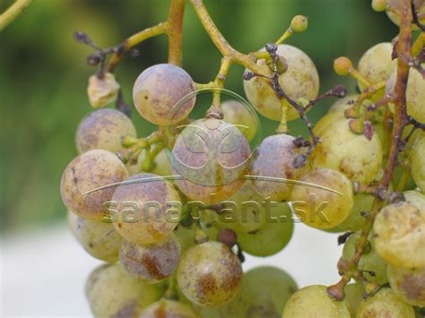 Ilustrácie najčastejších chorôb viniča: múčnatka, botrytída, peronospóra