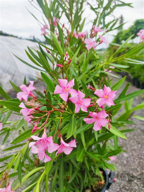 Oleander napadnutý voškami