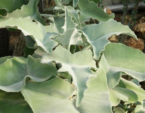 Kalanchoe beharensis