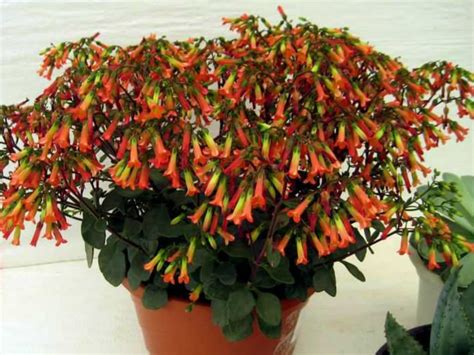 Kalanchoe manginii