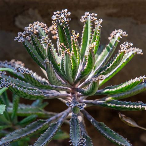 Kalanchoe daigremontiana