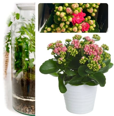Rastlina Kalanchoe na parapete okna