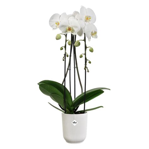 Rôzne typy kvetináčov na orchidey