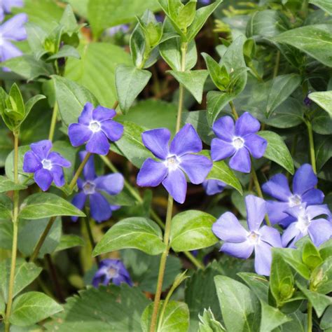 Zimozeleň menšia - Vinca minor L. botanická ilustrácia