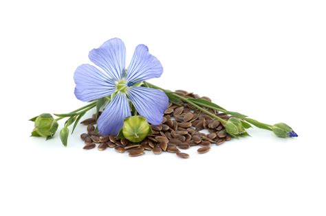 Schéma rastu ľanu od semienka po kvet