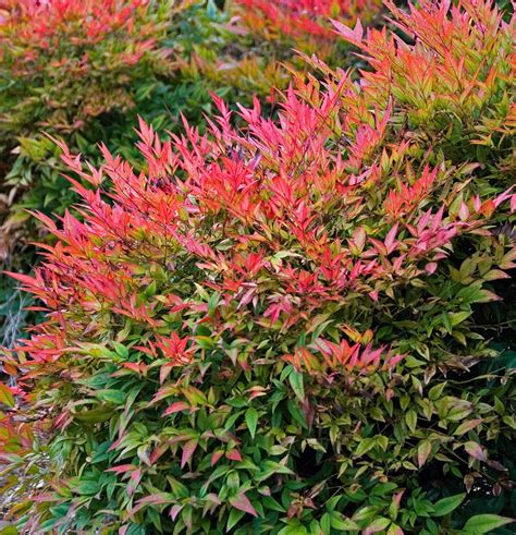 Nandina domestica sfarbená do červena