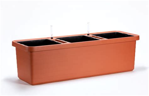 Truhlík Berberis TRIO s paradajkami