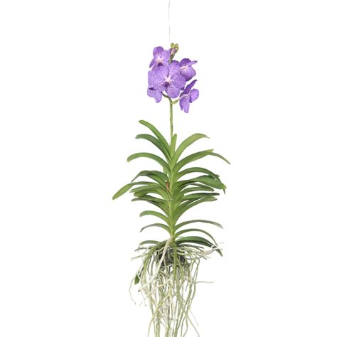 Orchidea Vanda s kvetnými stonkami