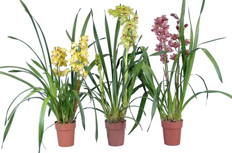 Orchidea Cymbidium v plnom kvete