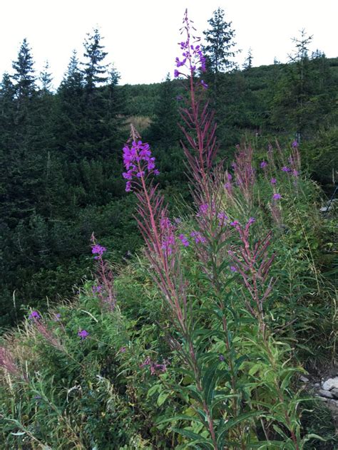 Kyprina úzkolistá - ilustrácia rastliny v prírode