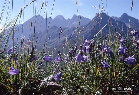 Detail listov kypriny úzkolistej
