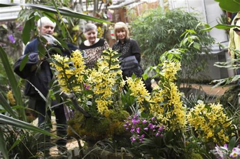 Historické zobrazenia orchideí v umení