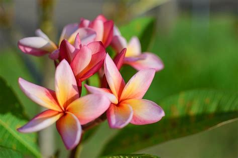 Pluméria (Frangipani) na Bali