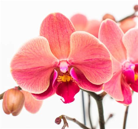 Ružová orchidea