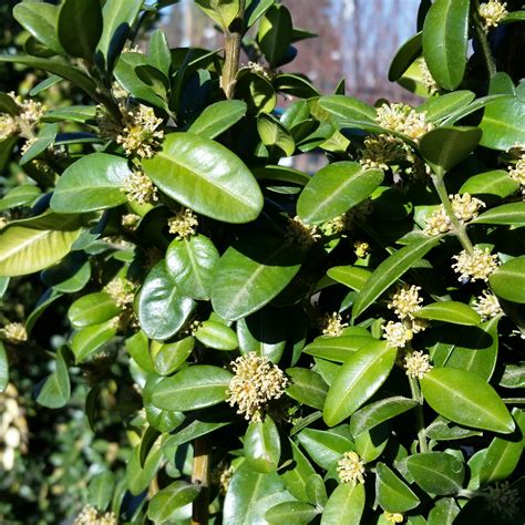 Buxus sempervirens