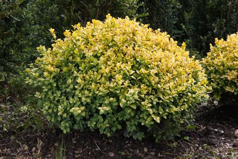 Pestovanie Buxus sempervirens 'Aureovariegata'
