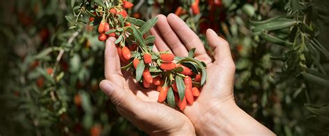 Zrelé plody Goji