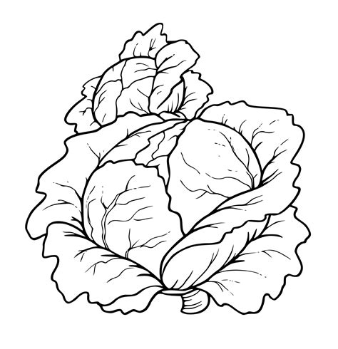 Poškodená kapusta škodcami