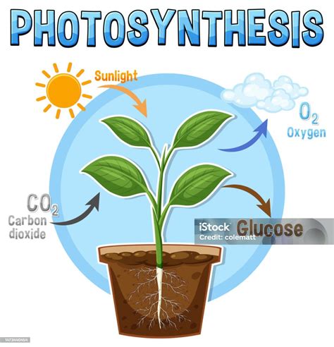 Ilustrácia fotosyntézy
