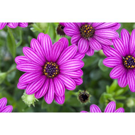 Rôzne odrody Osteospermum