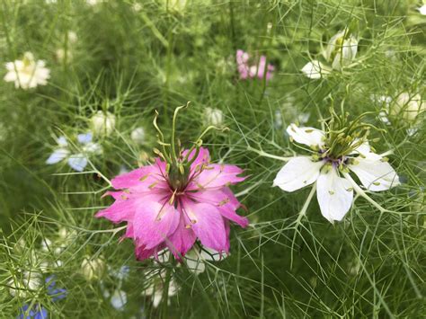Kvitnúce letničky v zeleninovom záhone