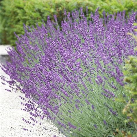 Levanduľa lekárska (Lavandula angustifolia)