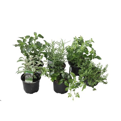 Rôzne druhy byliniek rastúcich v pohároch s vodou