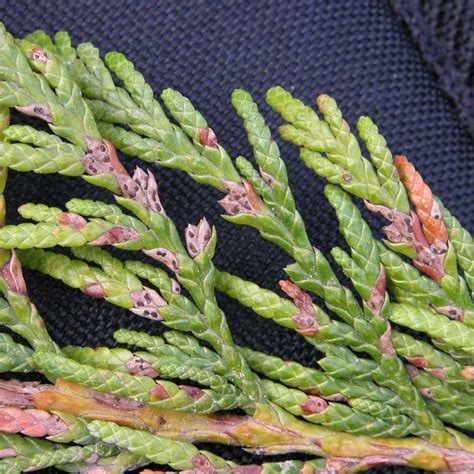Fotografia ihličia tuje s príznakmi hnednutia spôsobeného hubou Didymascella thujina