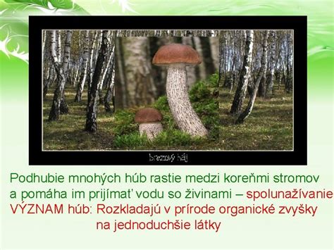 Ilustrácia mykoríznej symbiózy medzi hubami a koreňmi stromov