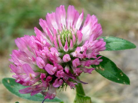 Ďatelina lúčna s ružovými kvetmi a trojlístkami