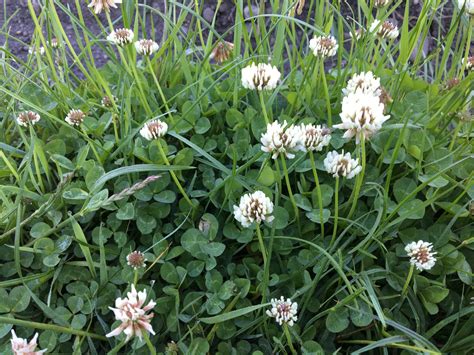 Ďatelina plazivá s bielymi kvetmi a trojlístkami