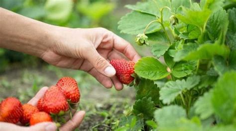 Príprava pôdy pre jahody