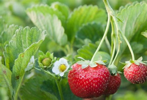 Rozličné druhy jahôd