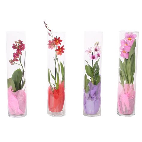 Schéma správnej zálievky orchidey v sklenenom kvetináči