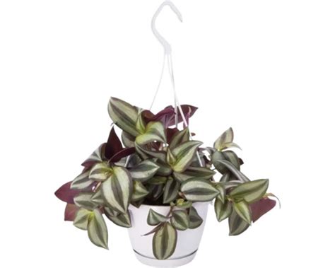 Tradescantia zebrina v závesnom kvetináči