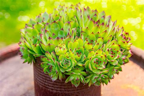 Rozmanitosť foriem a farieb skalných ruží