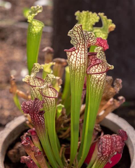 Ilustrácia rastliny Sarracenia