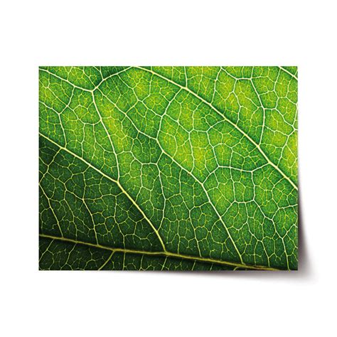 Detail listu Sarracenie s popisom častí