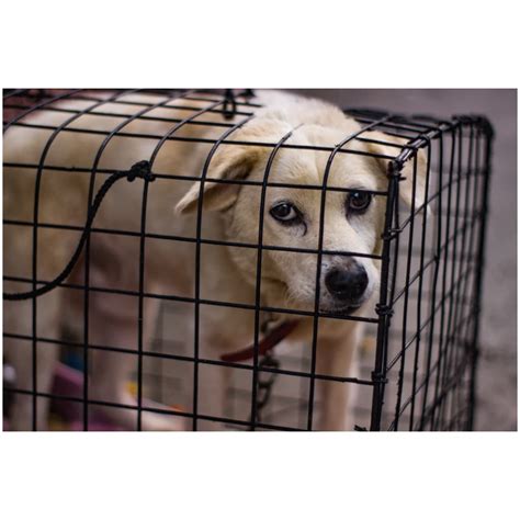 Schéma pasce Sarracenie s procesom lovu hmyzu