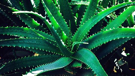 Štruktúra molekuly polysacharidov aloe vera